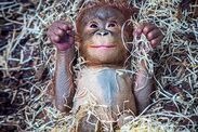 rare baby orangutan jarang